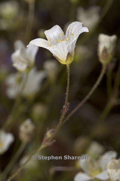 sabulina douglasii 6 graphic